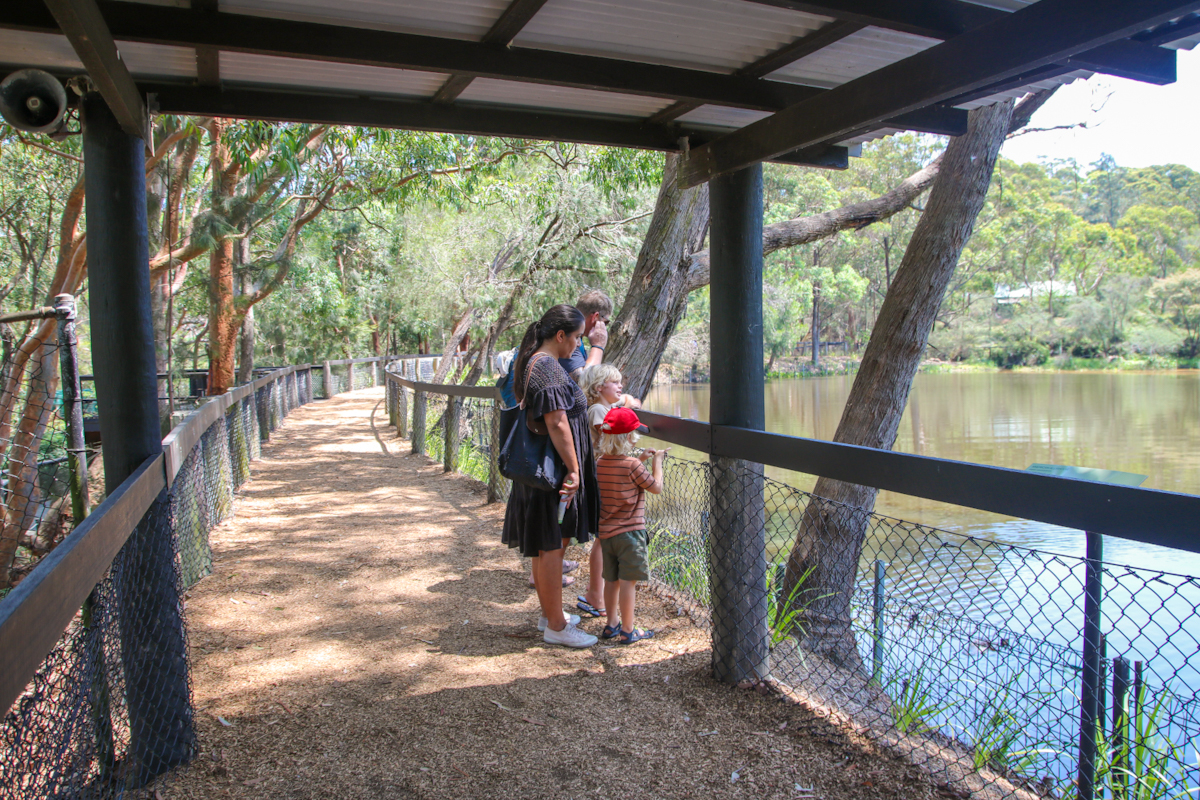 Day At Australian Reptile Park In Sydney! Roos, Crocs, Koalas...